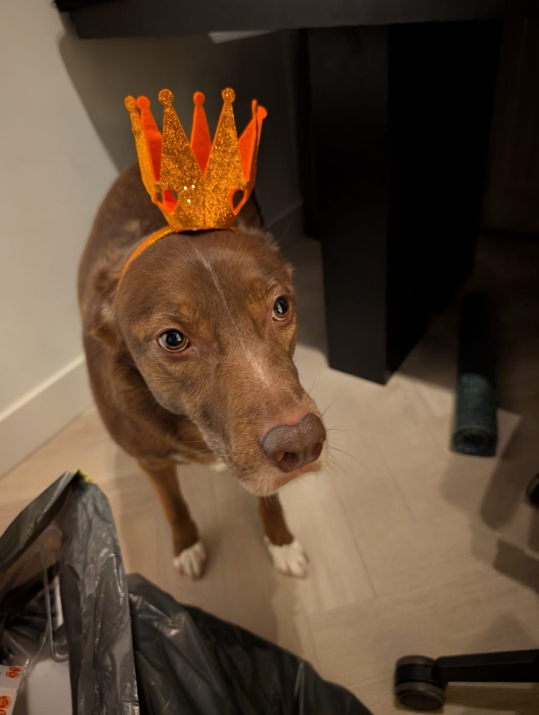 Juna, Chief Noise Officer